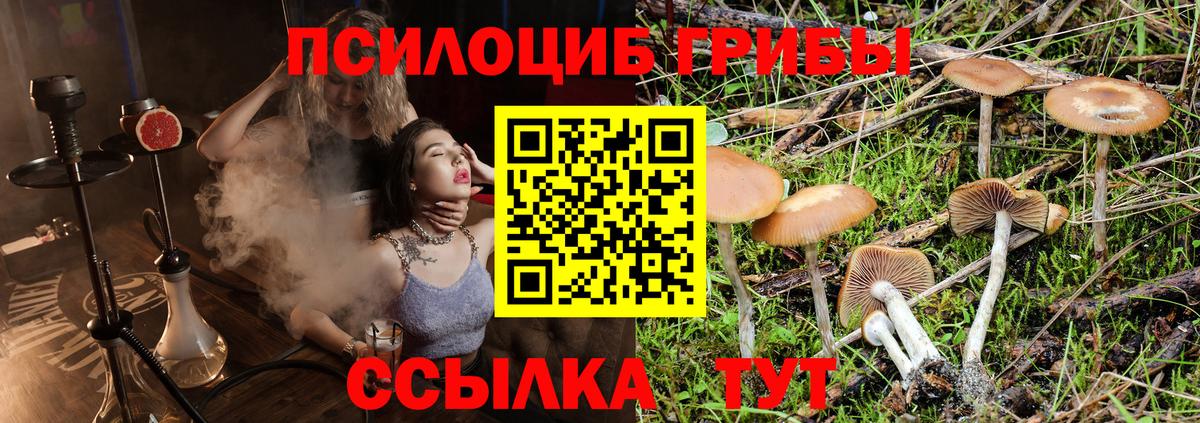 Галлюциногенные грибы Psilocybine cubensis Белебей